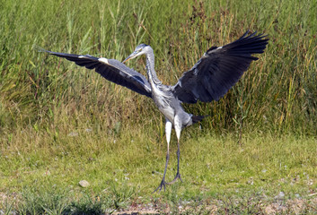Grey Heron (Ardea cinerea) in flight.