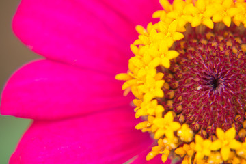 Red flowers in the near term.