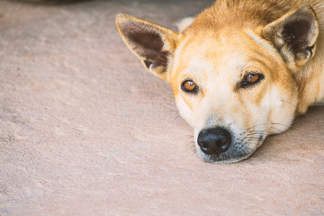 Dog sleeping look something.