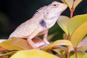 Oriental garden lizard (Calotes versicolor juvenile)