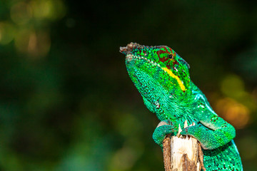 Caméléon Panthère
Caméléon Panthère mâle à l'île de la Réunion