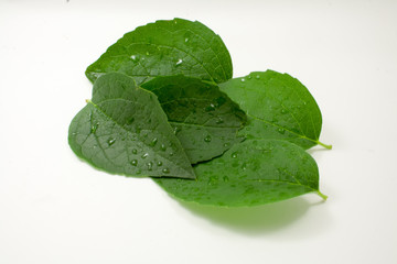 Зелёный лист жасмина с каплями росы изолировпнно на белом фоне