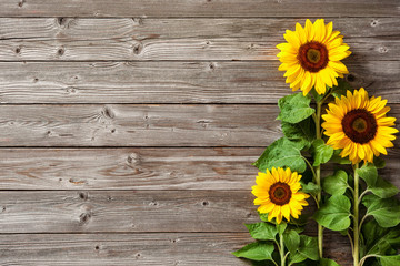 sunflowers on wooden board