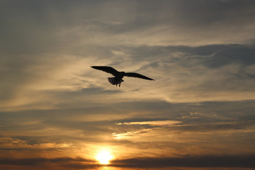 Fototapeta na wymiar Flying silhouette bird seagulls on the sunset
