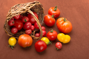 Rustikales Körbchen mit frisch geernteten Tomaten aus eigenem Garten