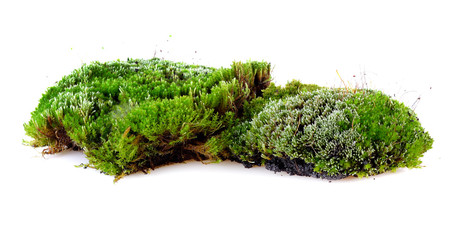 Green moss on white background