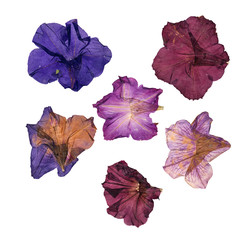 dried pressed colorful petunias