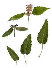 Dried flowers and leaves of mint