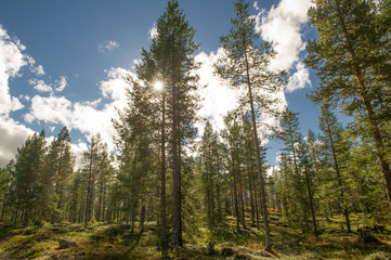 Sunrays in pine forest