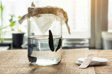 Medical leeches in a container with water. Hirudotherapy.