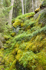 Obraz premium Forest landscape