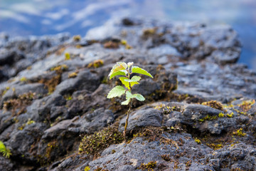 Hard life. Conceptual image: alone tree growth on stone