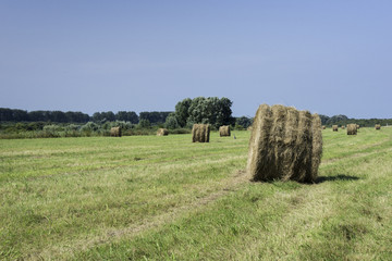 hay bales in green field in holland