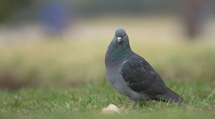 city pigeon