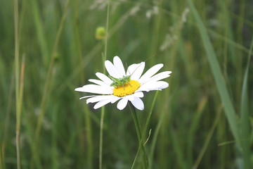 green grasshopper sitting on a chamomile flower
