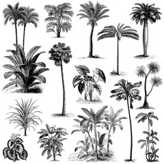 Vintage hand drawn palm trees set 2 - obrazy, fototapety, plakaty