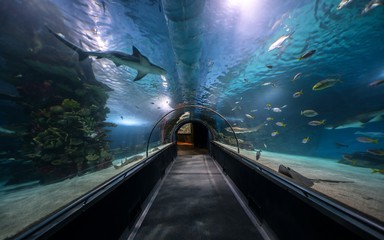 Hallway at large aquarium