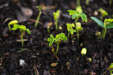 Green sprouts growing out from black fertilize soil