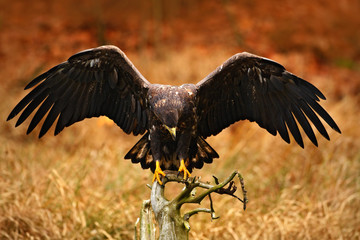 White-tailed Eagle, Haliaeetus albicilla, landing on the tree branch, with brown grass in background. Bird landing. Eagle flight. Animal from Norway. Autumn colours in the forest with bird.