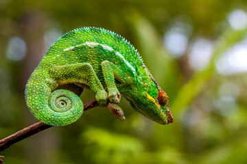 Fototapeta premium Caméléon Panthère Caméléon Panthère mâle de la Réunion