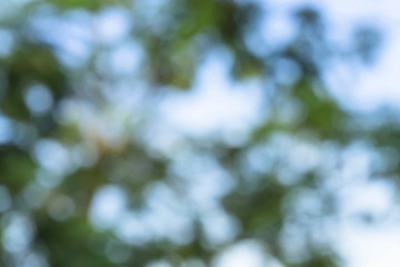 green from tree / blurred tree and bokeh tree / Blurred nature background / green and white background from tree in sun light.