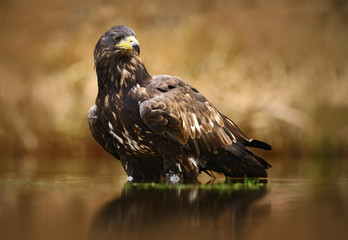 Eagle with fish. White-tailed Eagle, Haliaeetus albicilla, feeding kill fish in the water, with brown grass in background, Poland. Eagle in the water. Feeding scene with eagle and fish. Bird of prey.