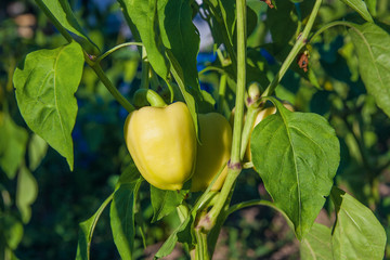 Green peppers growing in the garden.