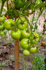 Bunch of green tomatoes ripening on the branch in the garden. .