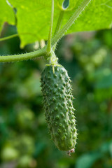 Close up view of fresh young cucumber in garden organics farm..