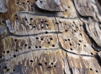 Traces borer beetle on tree trunk