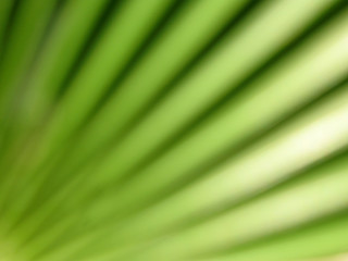 Bright green background of blurred abstract leaf plant