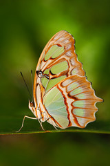 Obraz premium Beautiful butterfly Metamorpha stelenes in nature habitat. Metamorpha stelenes from Costa Rica. Butterfly in the green forest. Nice insect sitting on the leave. Butterfly from Panama.