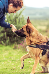 german shepherd dog with trainer