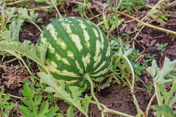 Growing watermelon in a vegetable garden