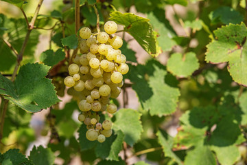 Large bunch of white wine grapes hang from a vine.