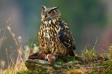 Eurasian Eagle Owl sitting on stone with kill brown Marten during orange autumn. Beautiful Eagle with kill. Eagle Owl in the nature forest habitat. Wildlife scene from nature with owl.
