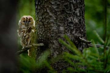 Naklejka premium Tawny owl hidden in the forest. Brown owl sitting on tree stump in the dark forest habitat with catch. Beautiful animal in nature. Bird in the Sweden forest. Wildlife scene from dark spruce forest.