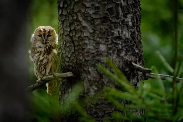 Papier Peint photo Hibou Tawny owl hidden in the forest. Brown owl sitting on tree stump in the dark forest habitat with catch. Beautiful animal in nature. Bird in the Sweden forest. Wildlife scene from dark spruce forest.