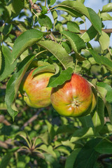 Shiny delicious apples hanging from a tree branch in an apple or