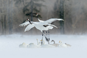 Wildlife scene from winter Asia. Two bird in flight.Two cranes in fly with swans. Flying white birds Red-crowned crane, Grus japonensis, with open wing, trees ad snow in background, Hokkaido, Japan.