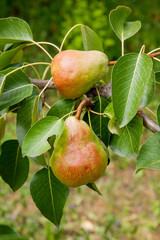 Shiny delicious pears hanging from a tree branch in the orchard.