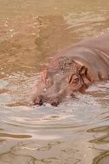 Fototapeta premium カバ