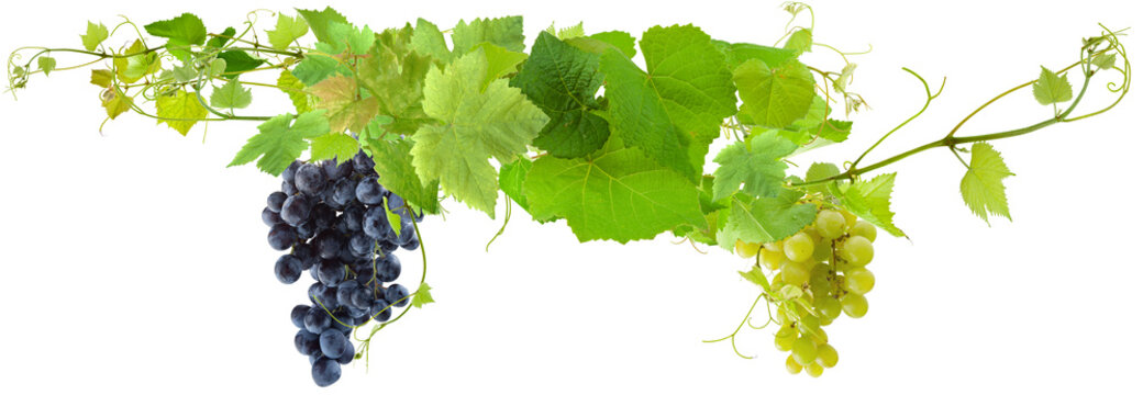 1 604 Best Grappe De Raisin Images Stock Photos Vectors Adobe Stock