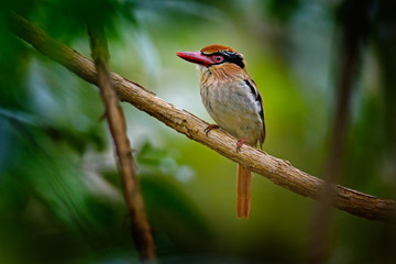 Rare exotic kingfishers from Sulawesi, Indonesia. Lilac-cheeked Kingfisher, Cittura cyanotis, sitting on the branch in the green tropic forest. Beautiful jungle kingfisher, wildlife scene from nature.