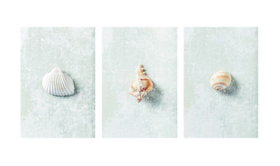 An arrangement of sea shells (wall decoration)