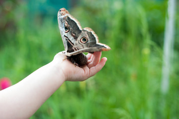 Fototapeta premium Beautiful butterfly Saturnia pyri sitting on children's hand