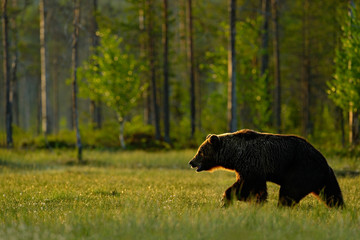 Morning light with big brown bear. Beautiful brown bear walking around lake in the morning sun. Dangerous animal in nature forest and meadow habitat. Wildlife scene from Finland near Russia bolder.