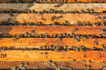 Close up view of the bees swarming on a honeycomb.