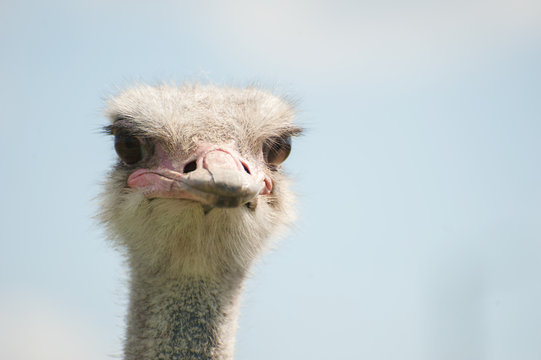The head of an ostrich close-up (Struthio camelus)