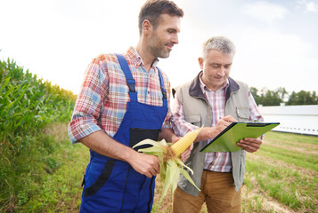 Farmers controlling their corn crops © gpointstudio